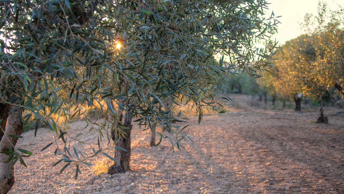 Information about Olive oil