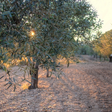 Information about Olive oil