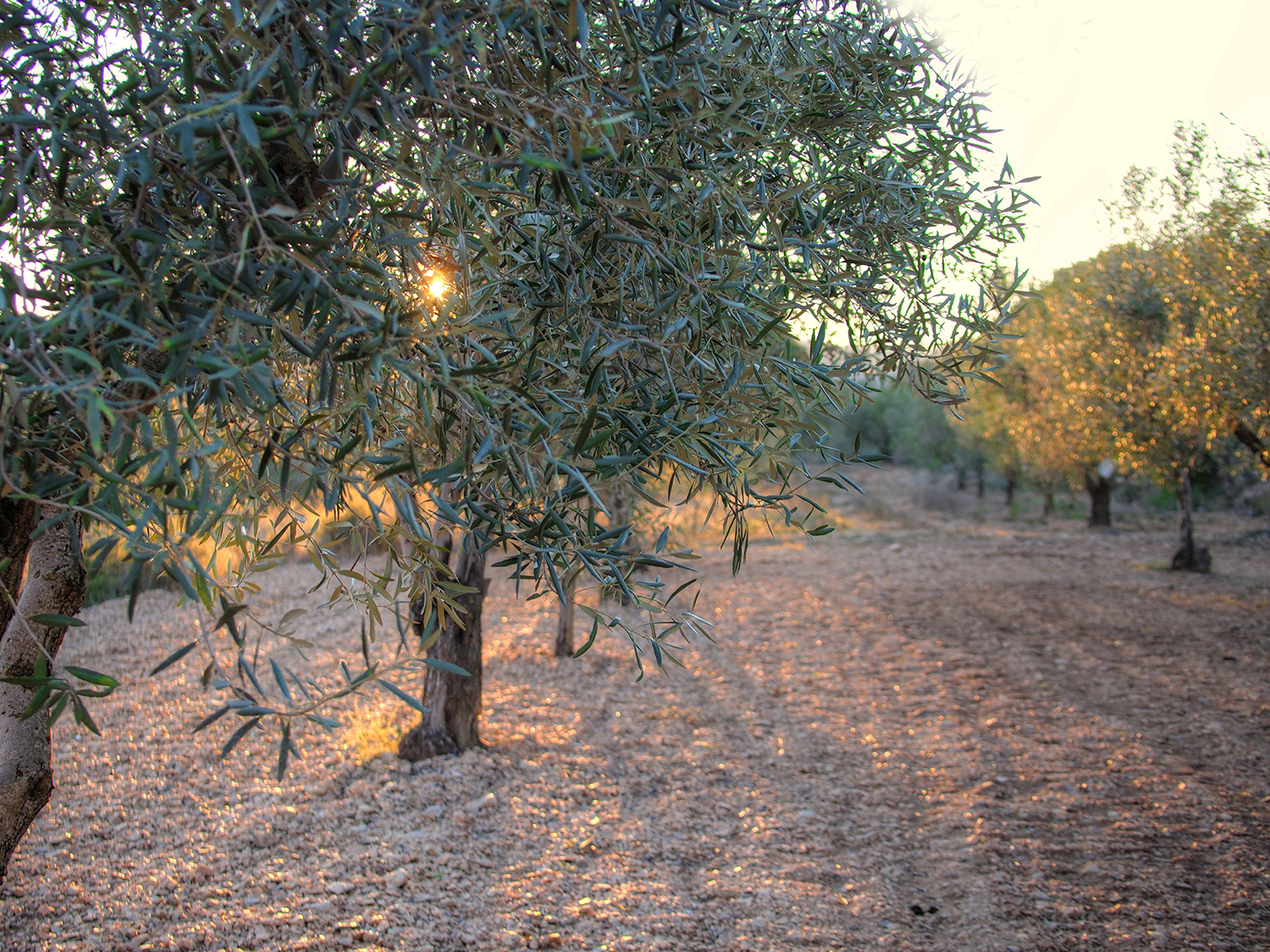 Information about Olive oil